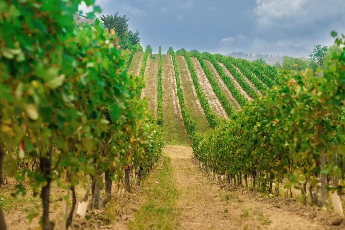 Progetto senza titolo 1